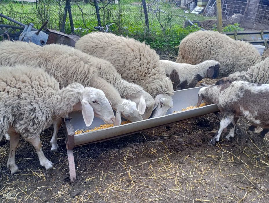 Продавам овце и коч
