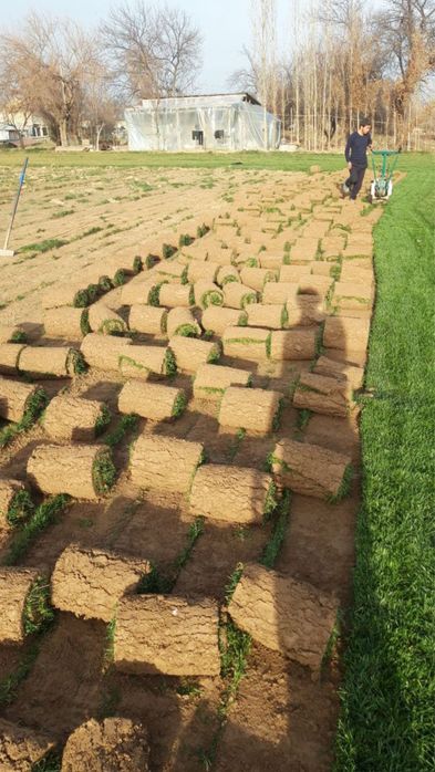 газон таййор оптом дехкондан