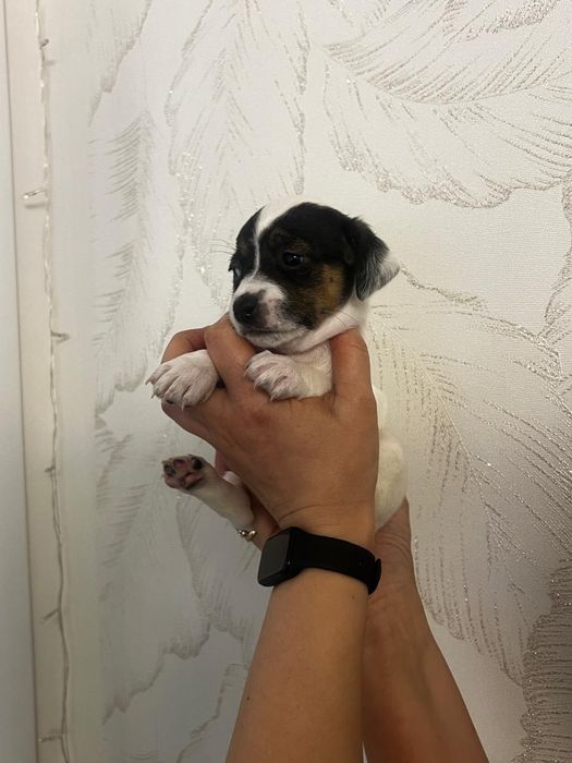 Щеночек той терьер - пинчер