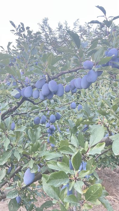 Prune de vanzare(1000kg)