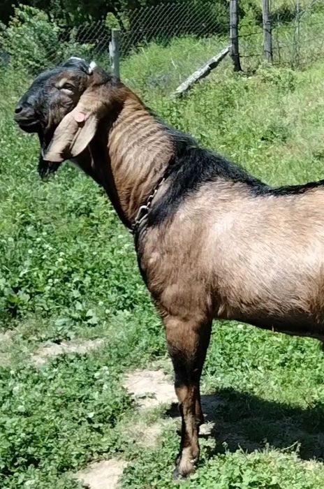 Țap Anglo Nubian cu pedigree