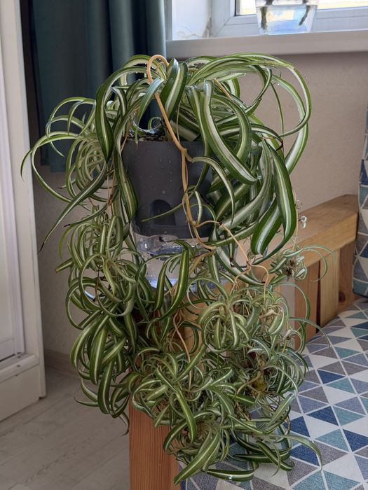 Хлорофитум кудрявый