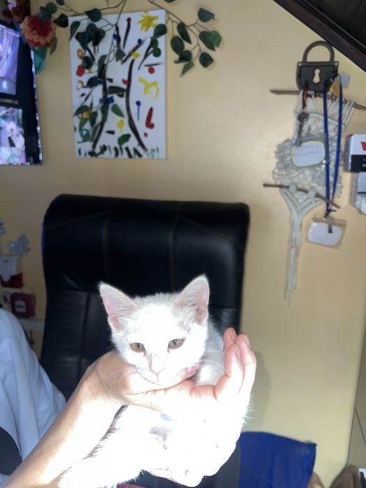 Отдам белого котенка добрые руки