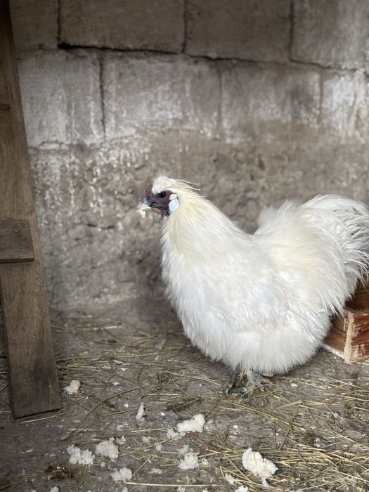 Pereche Matase japoneza