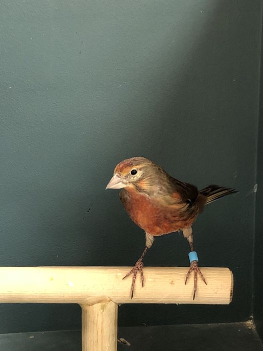 Канарейка кенор гибрид репел