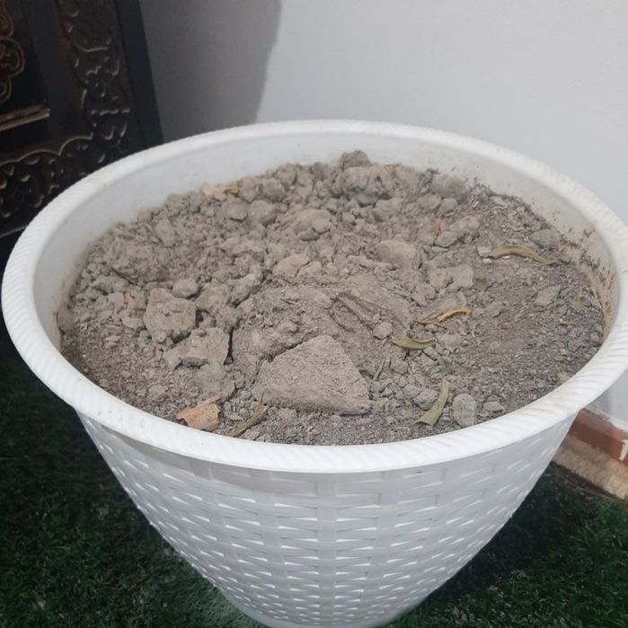 Гул туваклап сотилади