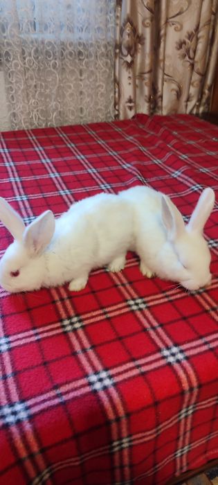 Кролики мелкие симпатичные