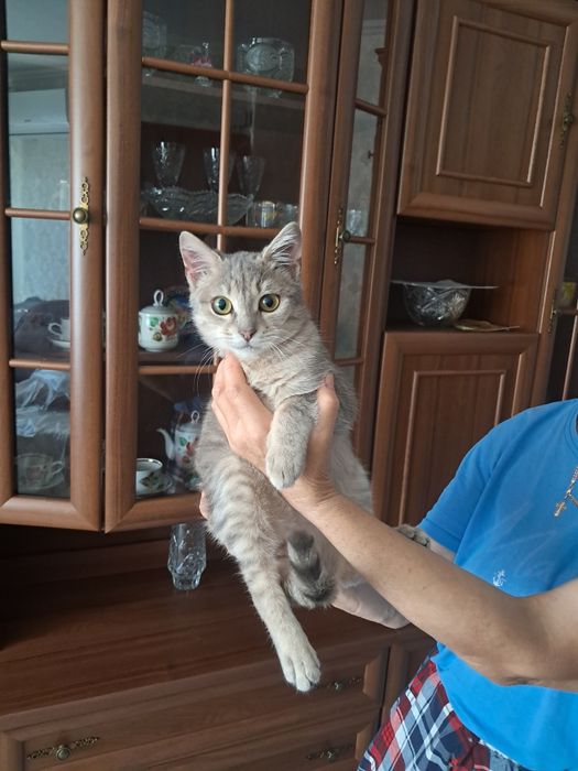Котенок [мальчик]в добрые руки