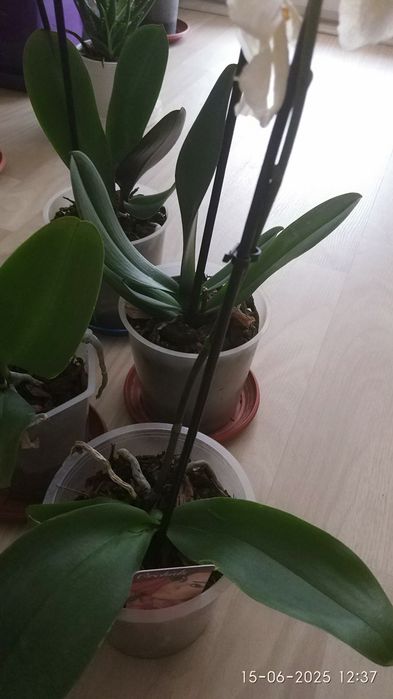 орхидеи и  алое в саксия