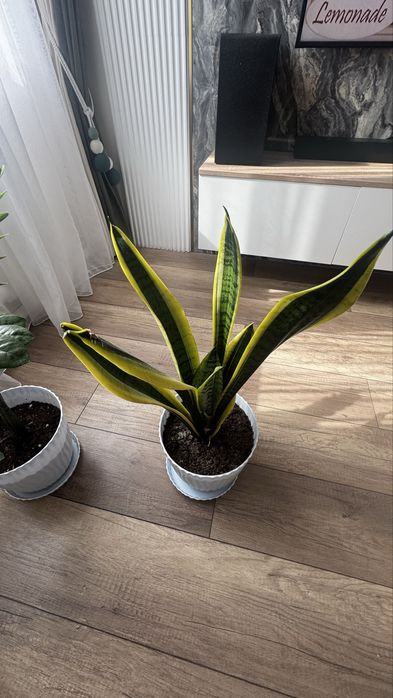 Продам сансевиерию, щучий хвост