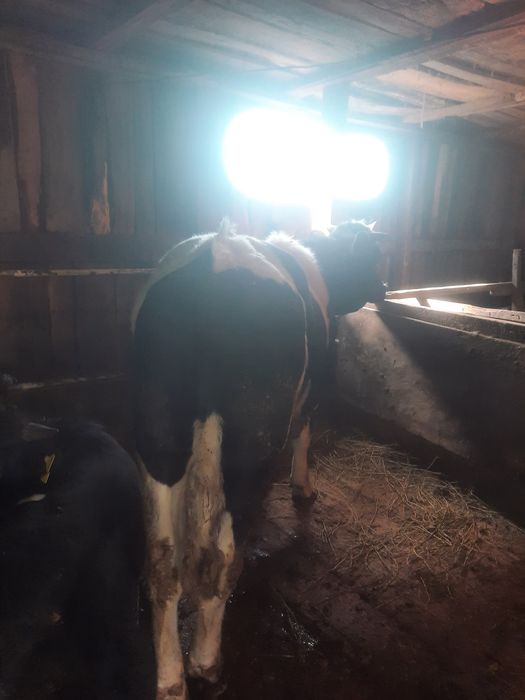 Продам бычка голштин