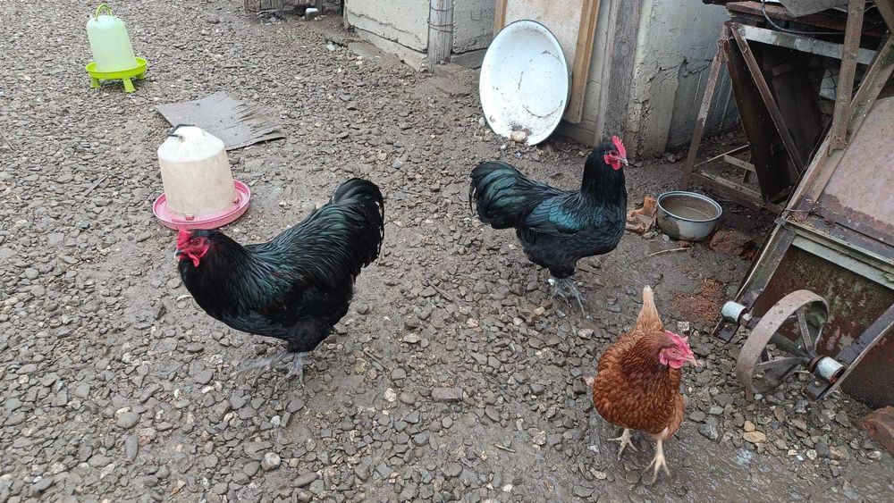 3 cocosi australorp