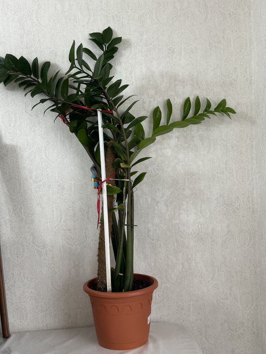 Долларовое дерево (замиокулькас)