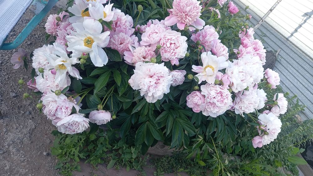 Продам пионы корень.
