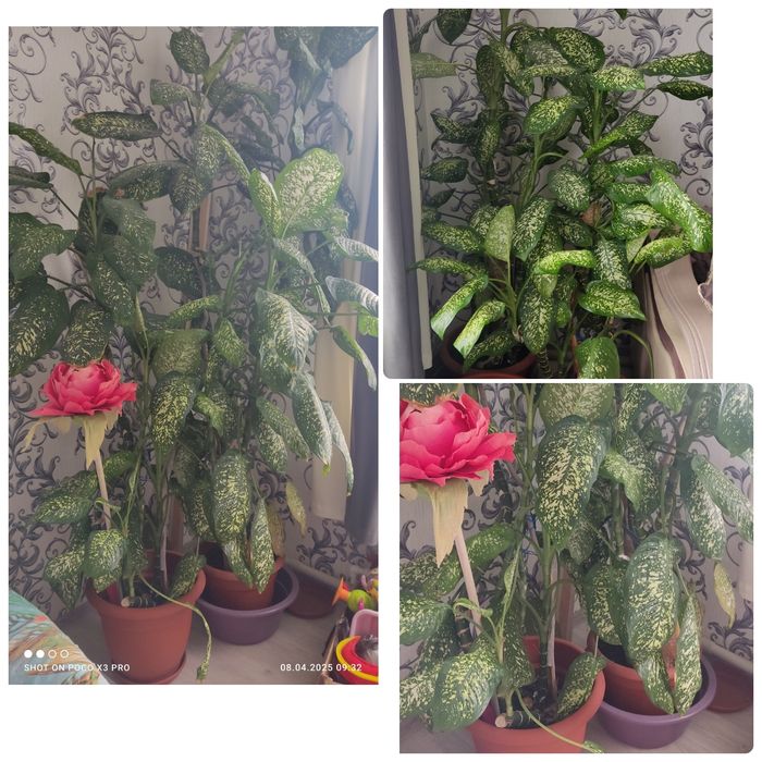 Продам комнатные цветы.