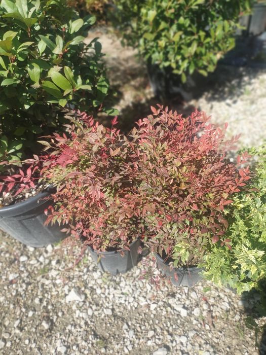 Vând plante ornamentale de diferite specii și livrez