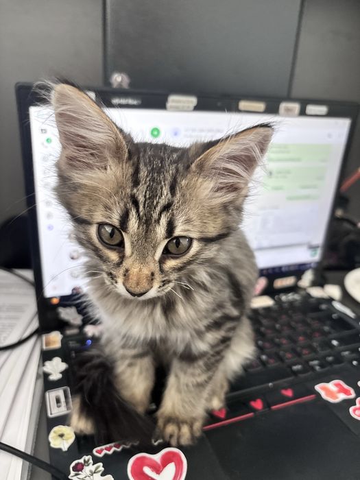 Котенок Мальчик 2 месяца
