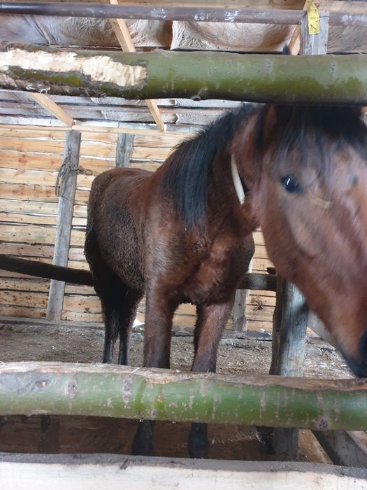 Тай с откорма 2 головы