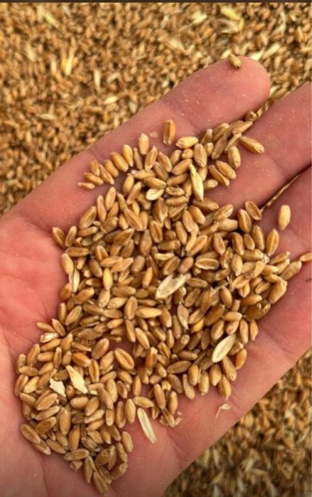 Корма всех видов