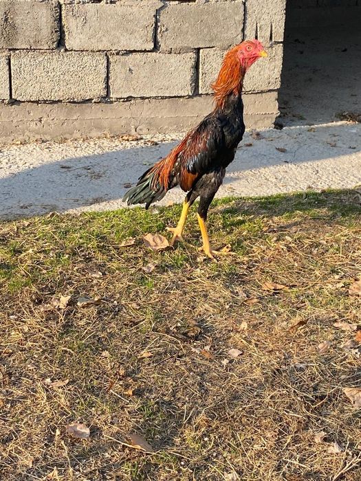 Дакан бойцовский шоже