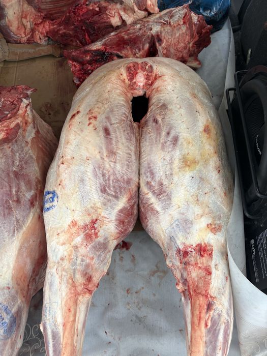 Согым , конина , соғым , жабағы