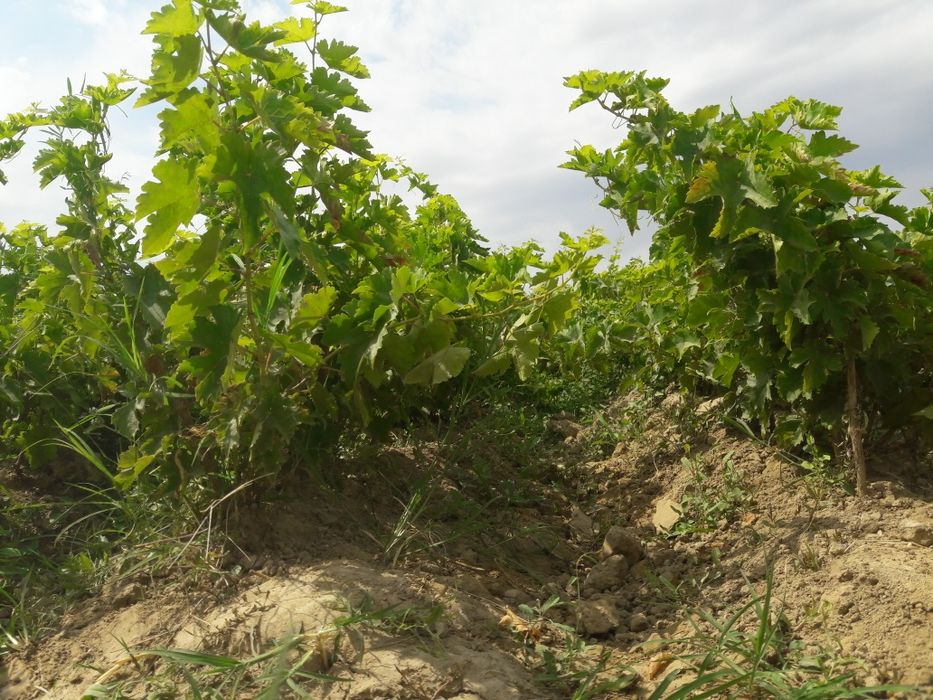 Bir yillik tok ko‘chati (kishmish)