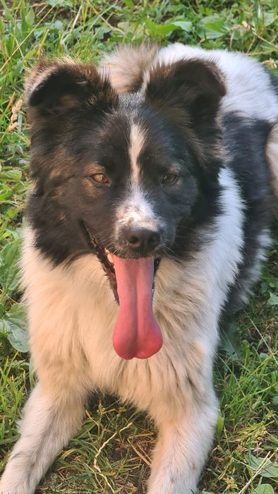 caine de adoptie