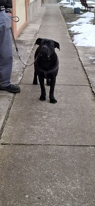 Cane corso femelă