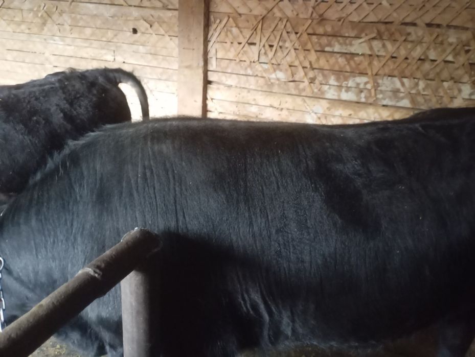 Продам бычков откорм