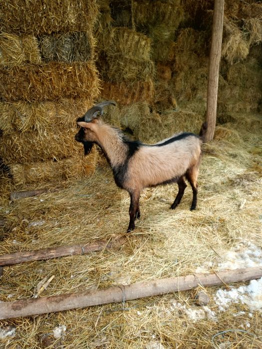 Vând țap alpin francez