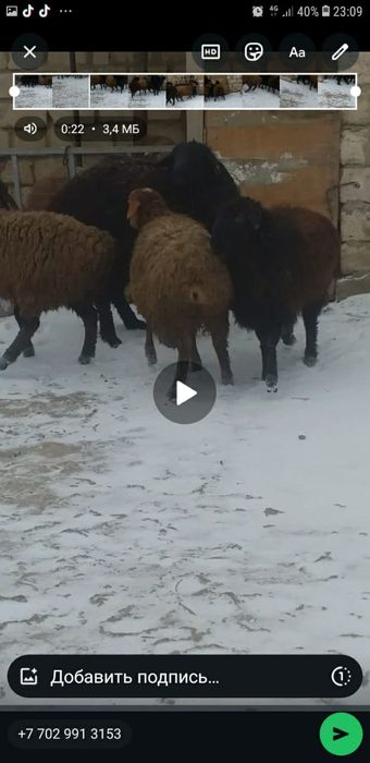 Семіз қойлар сатылады