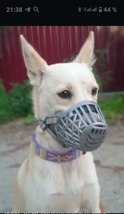 Отдам суку дворнягу