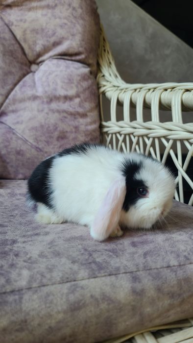 Karlik miti quyon bolari sotiladi