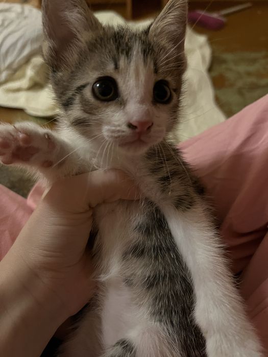Отдам даром котят