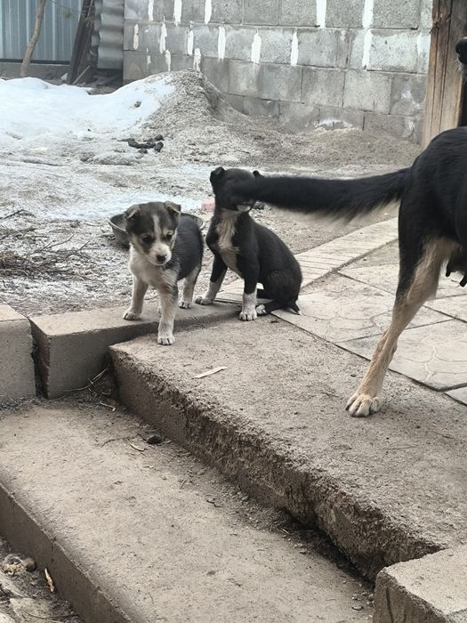 Отдам щенков бесплатно