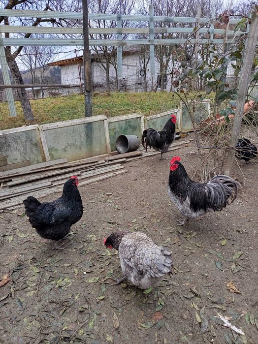 Vând oua pt incubat