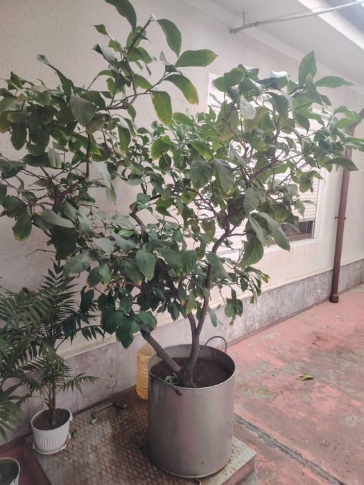 Лимоново  дръвче