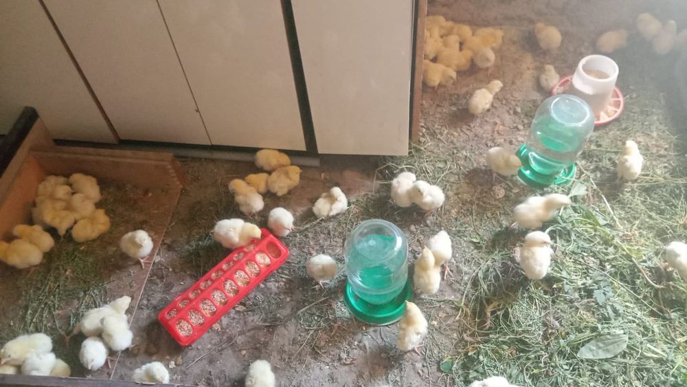 Суточныи и үлкендері бар бролерь