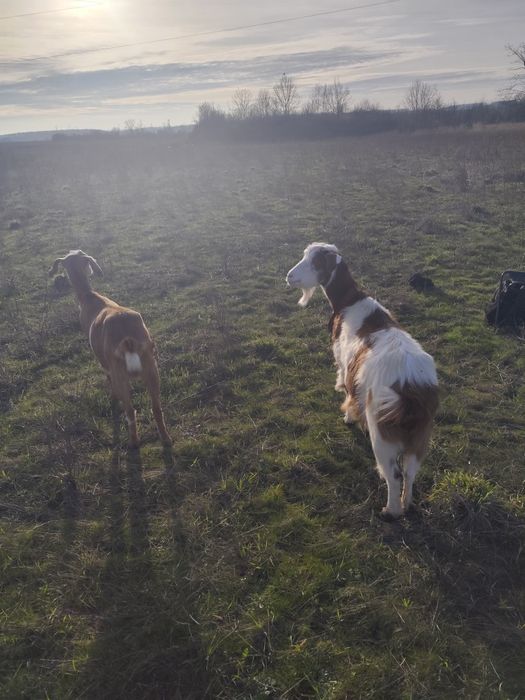 Vând o capră românească(3ani ) și o iediță rasă mixtă ambele gestante.