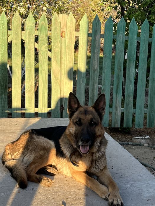 Немецкая Овчарка