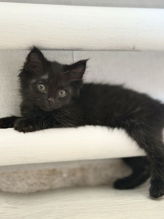Котенок в добрые руки