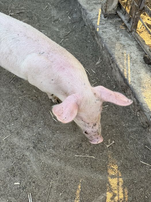 Продавам малки прасенца