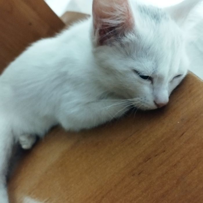 Котёнок Девочка Бесплатно