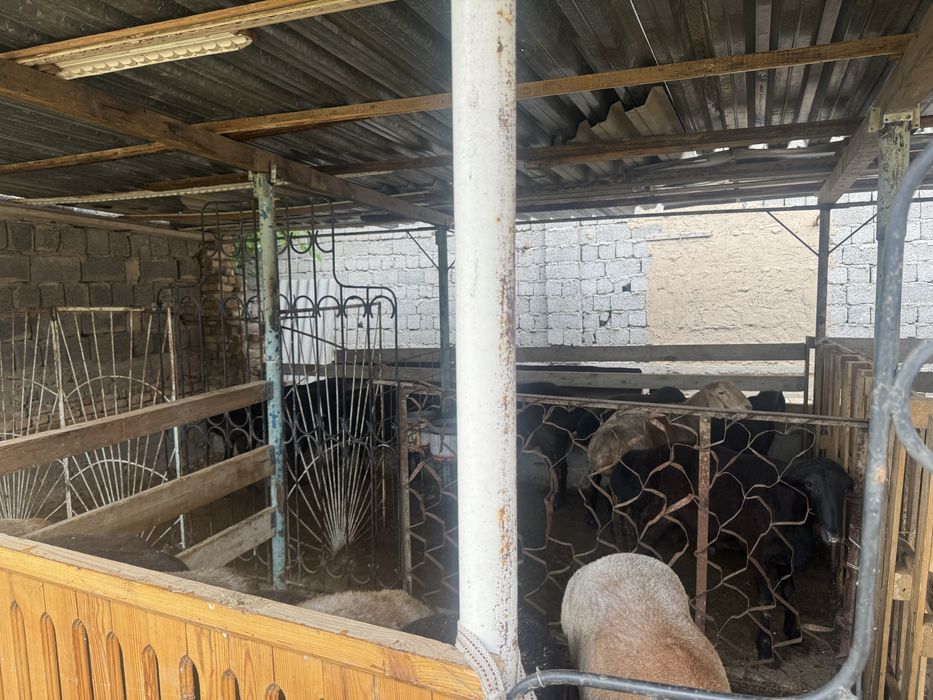 Qochqorla sotiladi qurbonlik aqiqa va boshqa marosimlar uchun