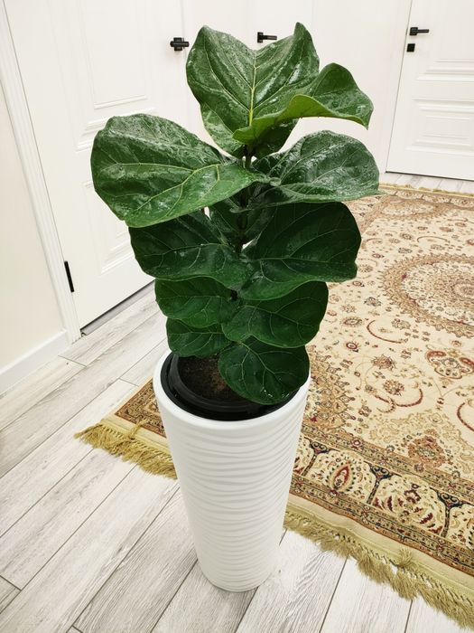 Шикарные растения, доставка