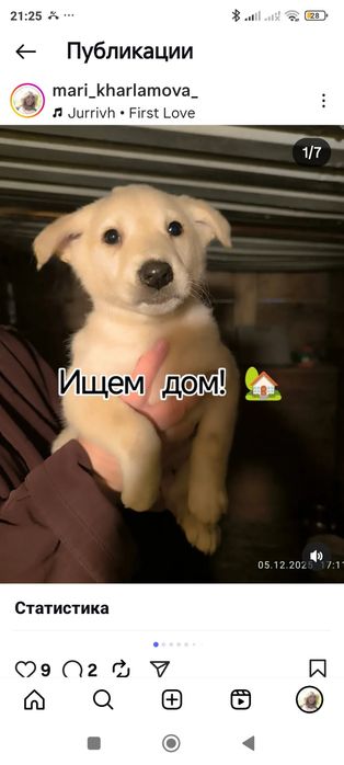 Щенки в добрые руки