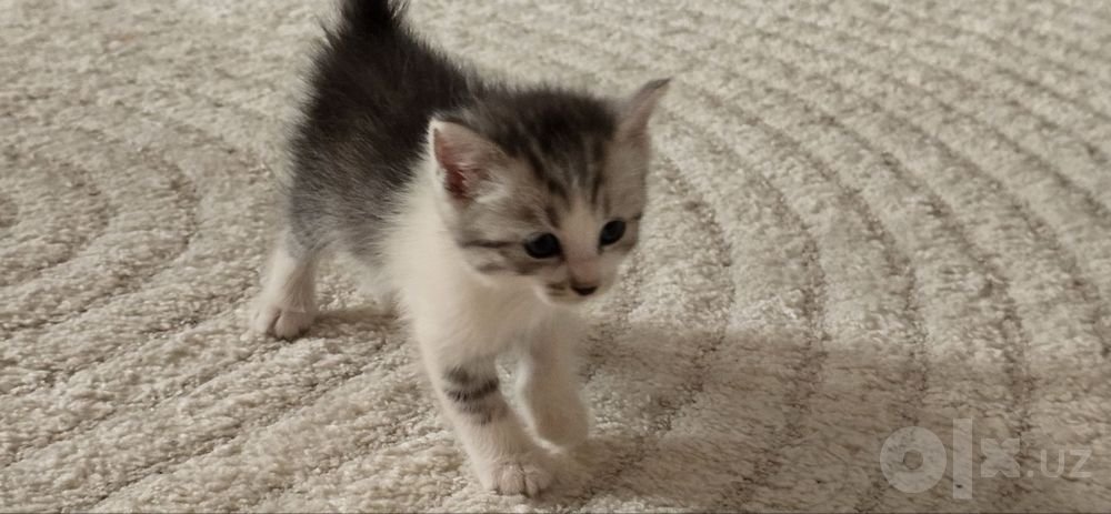 Продаётся котёнки 1 месяц &