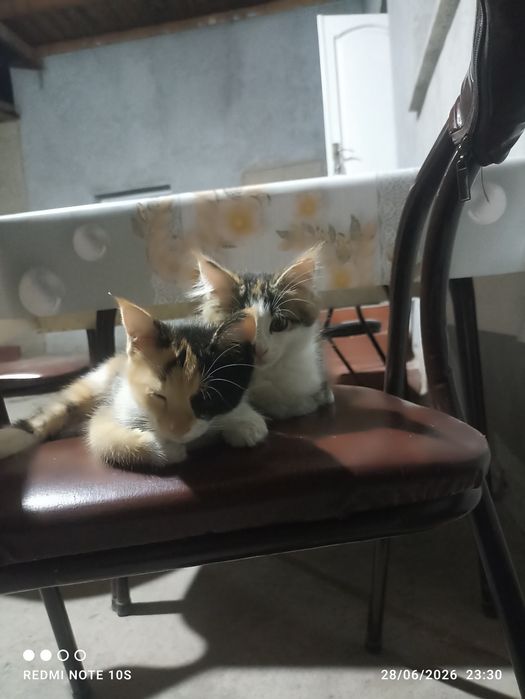 Mushukcha sotiladi coliko jinsi