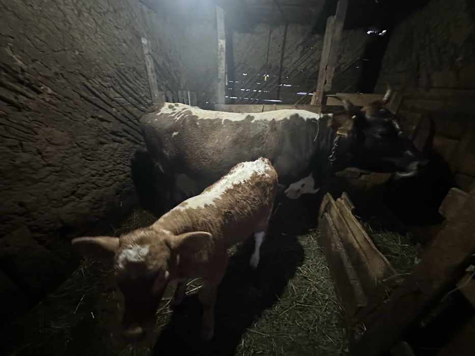 Vaca si vitel de vanzare