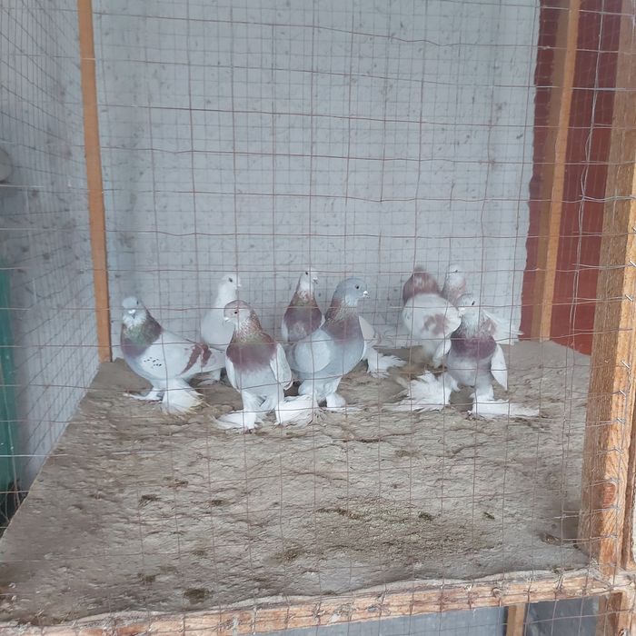 Рантовые лет игра разные оптом